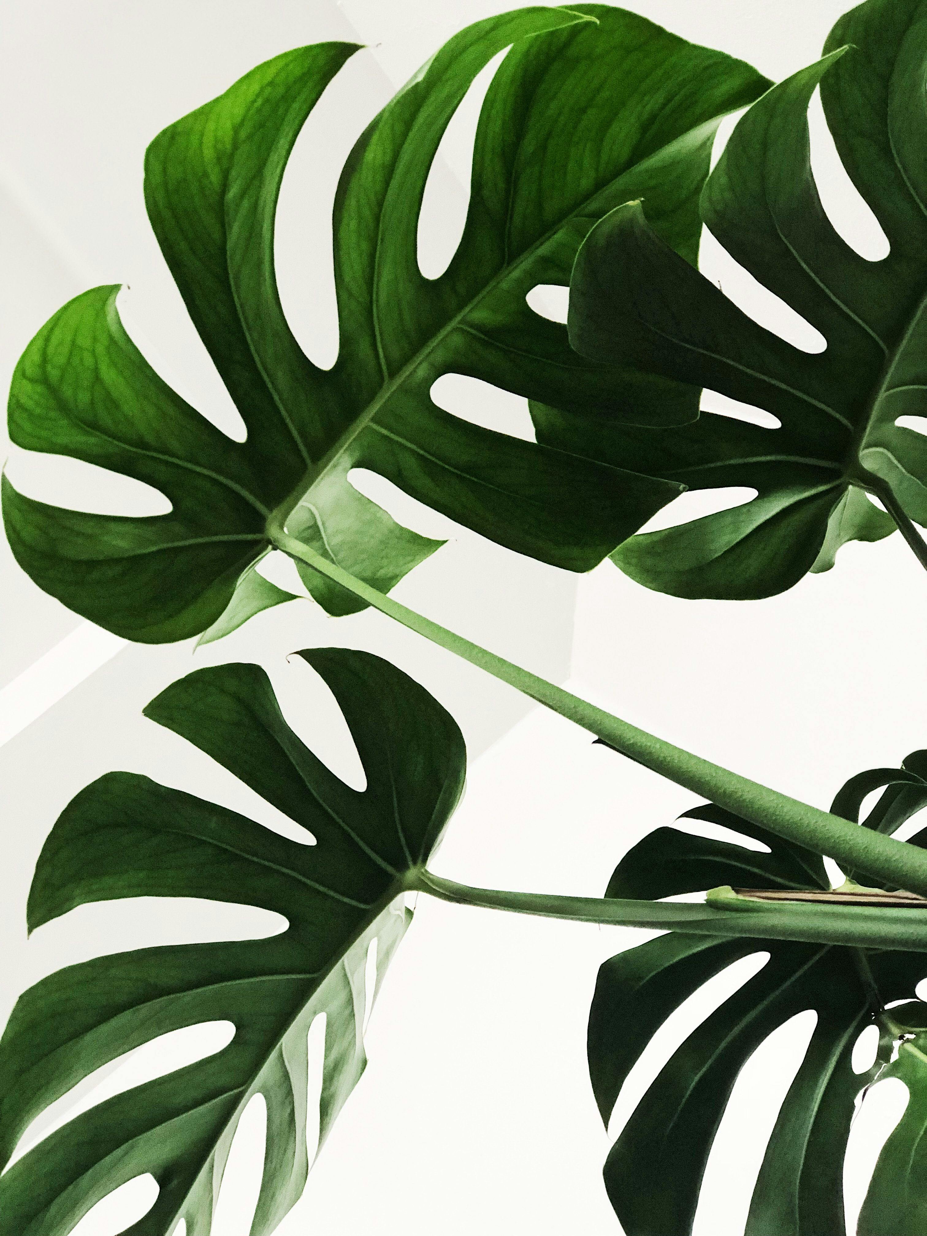 New Growth Designs monstera leaves.